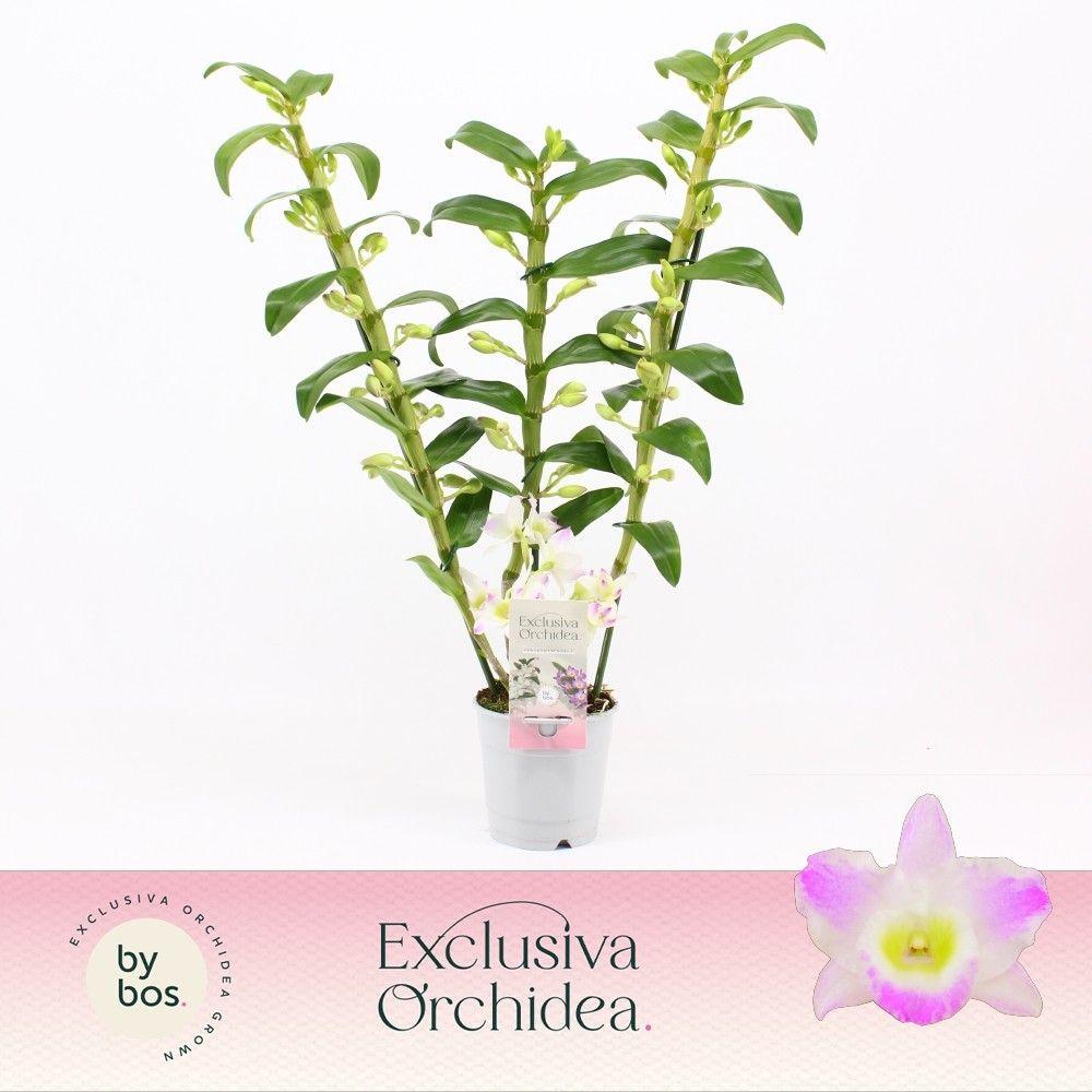 Горшечные цветы и растения оптом Den Nob 3st Pandora Exclusiva Orchidea от 6шт из Голландии с доставкой по России