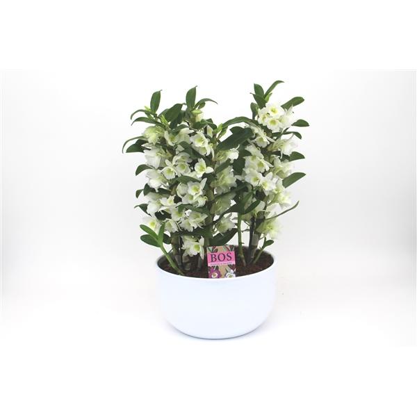 Горшечные цветы и растения оптом Dendr Nob 6st Special Apollon Ceramic от 2шт из Голландии с доставкой по России