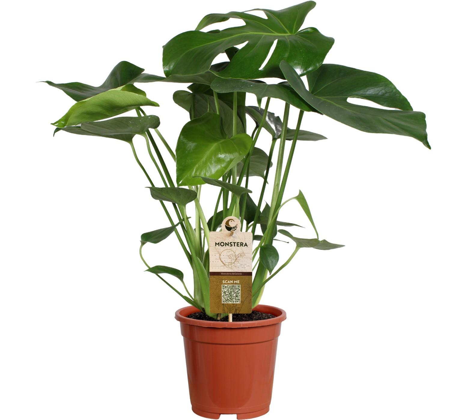 Горшечные цветы и растения оптом Monstera Deliciosa 7pp от 6шт из Голландии с доставкой по России