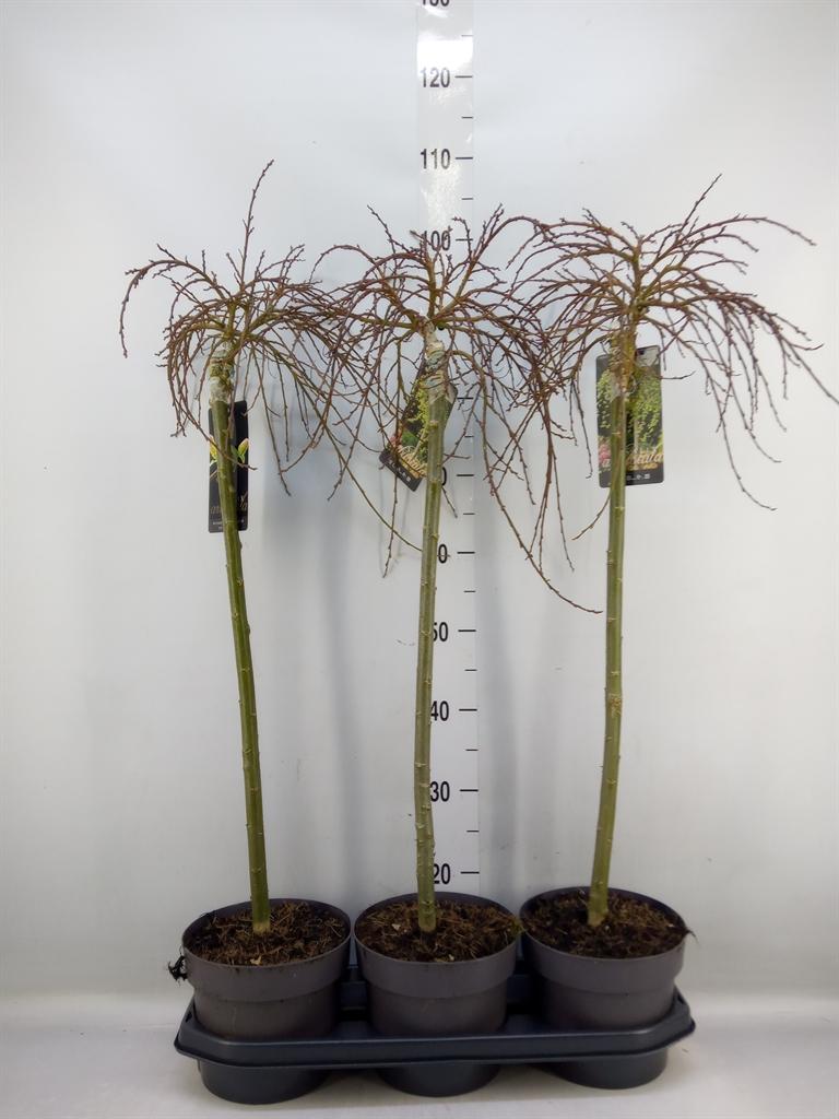 Горшечные цветы и растения оптом Salix Arbuscula от 3шт из Голландии с доставкой по России