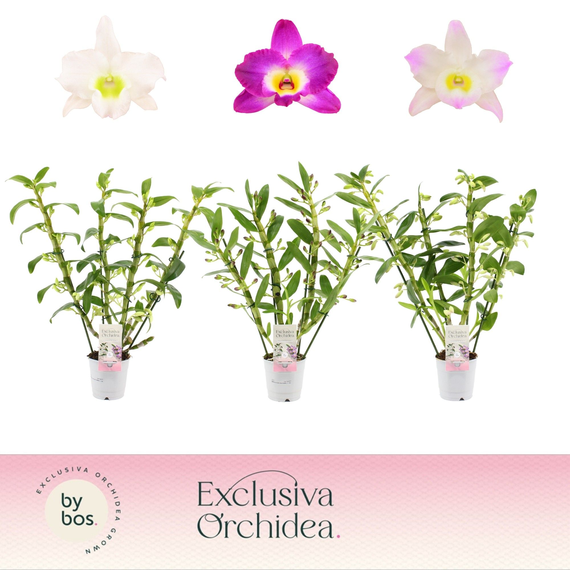 Горшечные цветы и растения оптом Den Nob 4st Mix Exclusiva Orchidea от 6шт из Голландии с доставкой по России