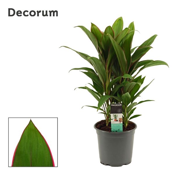 Горшечные цветы и растения оптом Cordyline Salsa 3pp (decorum) от 5шт из Голландии с доставкой по России