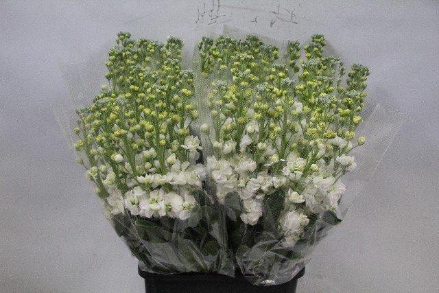 Срезанные цветы оптом Matthiola phantom white от 40шт из Голландии с доставкой по России