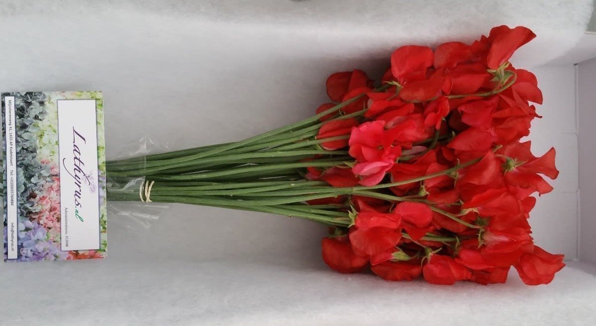 Срезанные цветы оптом Lathyrus perfume red от 50шт из Голландии с доставкой по России