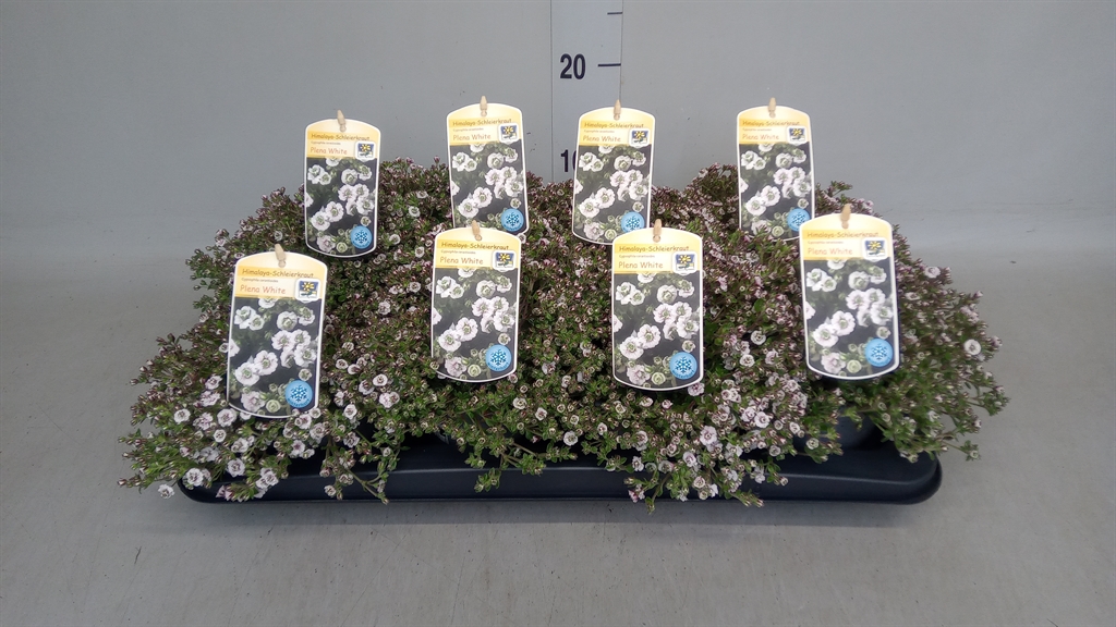 Горшечные цветы и растения оптом Gypsophila Cerastioides от 8шт из Голландии с доставкой по России