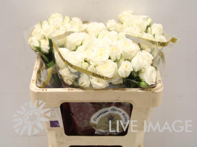 Срезанные цветы оптом Rosa spray snow bubbles от 30шт из Голландии с доставкой по России