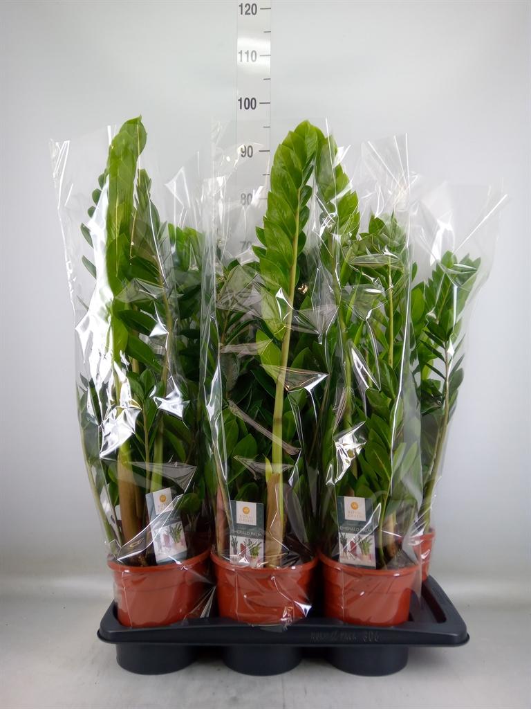 Горшечные цветы и растения оптом Zamioculcas Zamiifolia от 6шт из Голландии с доставкой по России