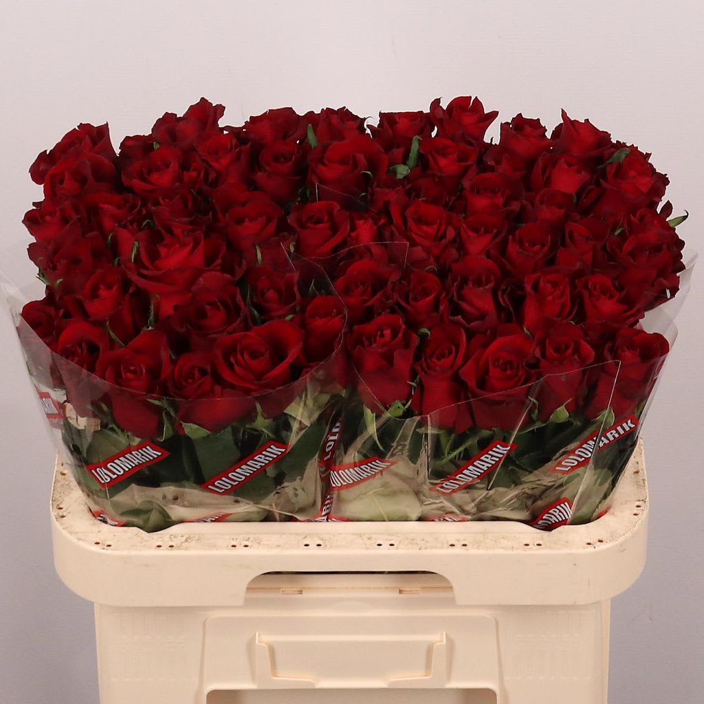 Срезанные цветы оптом Rosa large ever red от 60шт из Голландии с доставкой по России