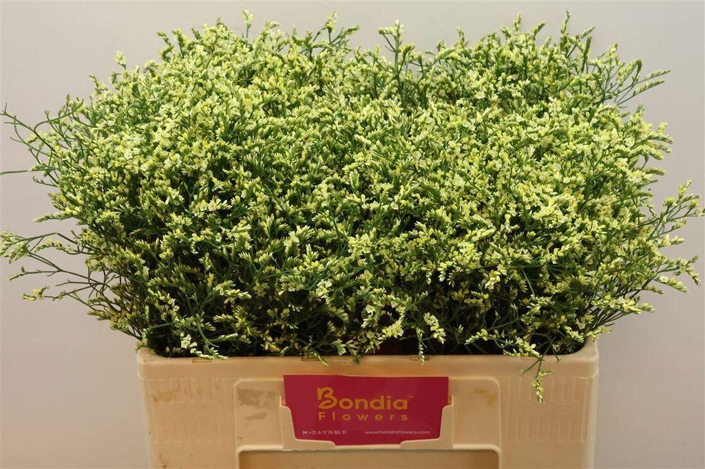 Срезанные цветы оптом Limonium china summer от 100шт из Голландии с доставкой по России