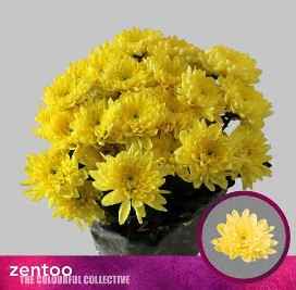 Срезанные цветы оптом Chrys sp baltica yellow от 80шт из Голландии с доставкой по России