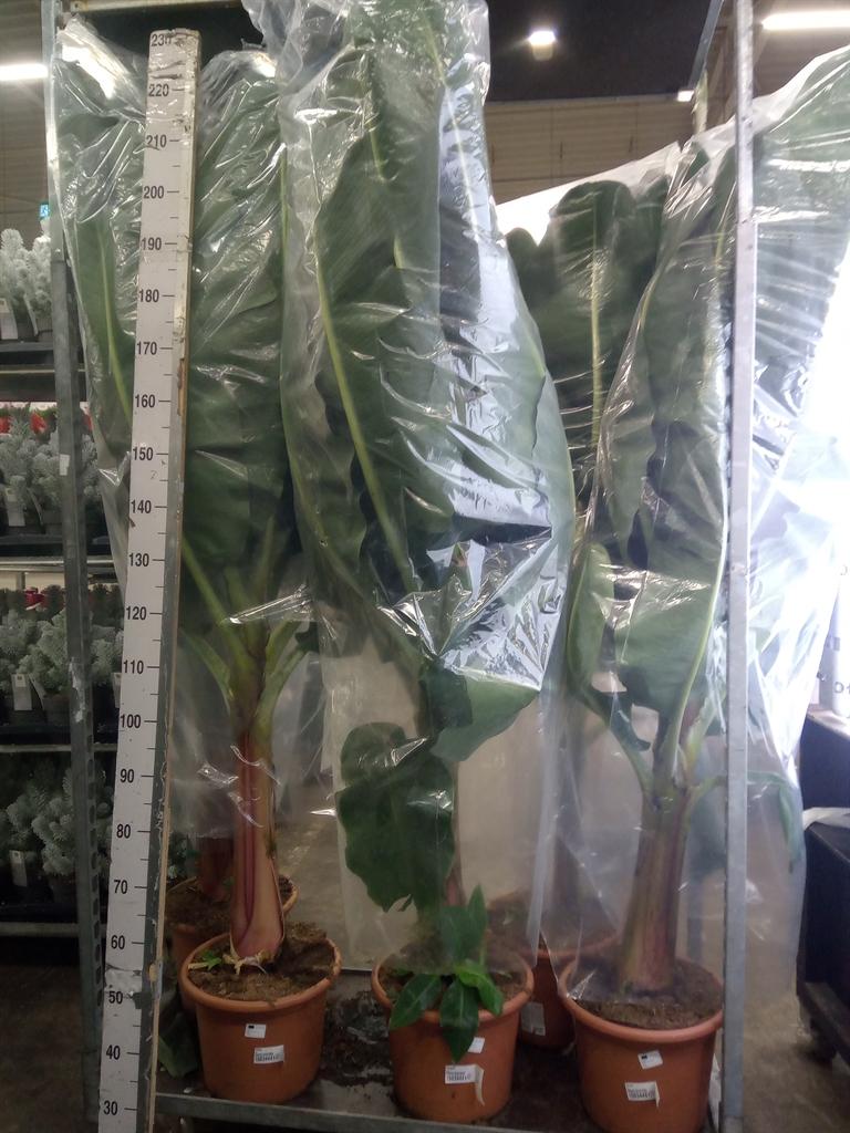 Горшечные цветы и растения оптом Musa   ... от 1шт из Голландии с доставкой по России