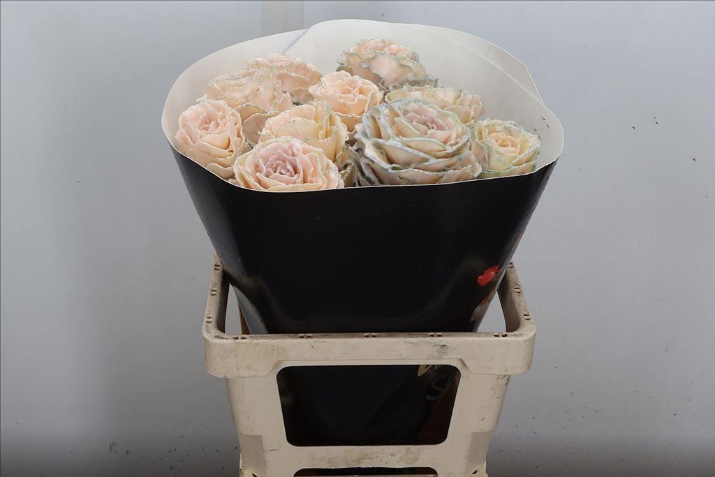 Срезанные цветы оптом Brassica wax oceana от 10шт из Голландии с доставкой по России