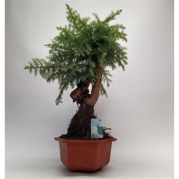 Горшечные цветы и растения оптом Araucaria Cunninghamii Bonsai In Hexagon от 1шт из Голландии с доставкой по России
