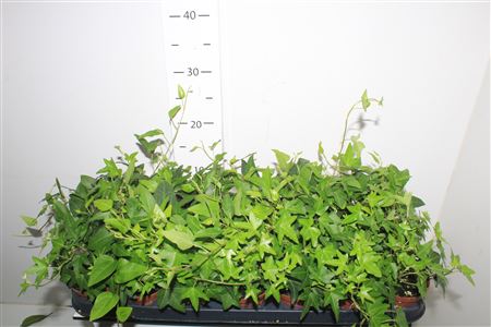 Горшечные цветы и растения оптом Hed He Ov Groen от 21шт (для телеги) из Голландии с доставкой по России