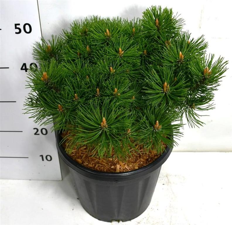 Горшечные цветы и растения оптом Pinus Mugo Mumpitz от 1шт из Голландии с доставкой по России