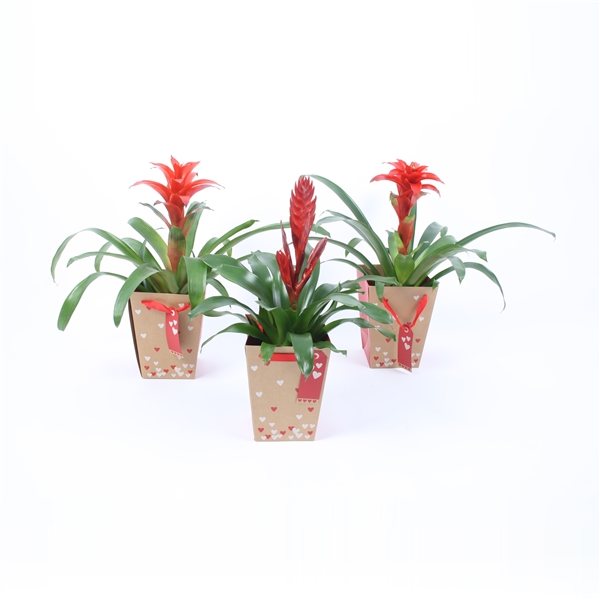 Горшечные цветы и растения оптом Bromelia Mix In Hart Tasje (karton) от 6шт из Голландии с доставкой по России