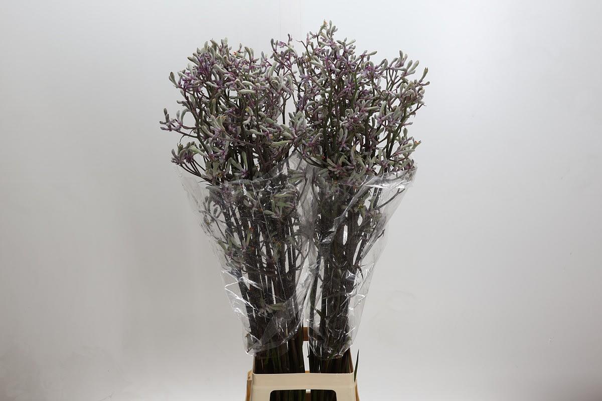Срезанные цветы оптом Anigozanthos lilac queen от 40шт. из Голландии с доставкой по России