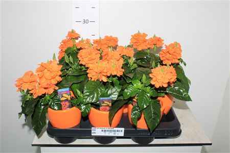 Горшечные цветы и растения оптом Cross Inf Fortuna In Decopot от 9шт из Голландии с доставкой по России