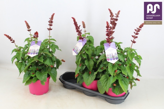 Горшечные цветы и растения оптом Salvia  Lake Flaming от 3шт из Голландии с доставкой по России