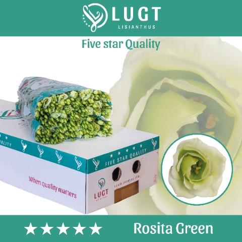 Срезанные цветы оптом Lisianthus do rosita green от 140шт из Голландии с доставкой по России
