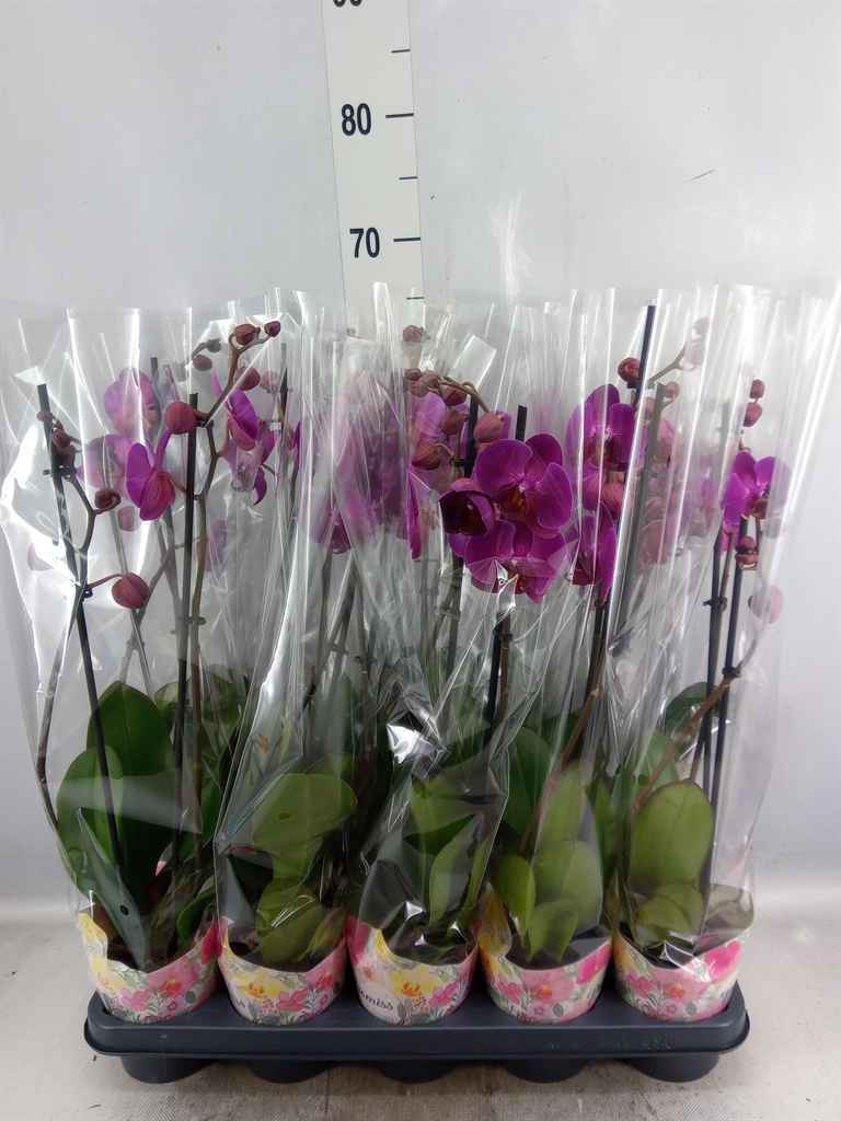 Горшечные цветы и растения оптом Phalaenopsis   ...lilac от 10шт из Голландии с доставкой по России