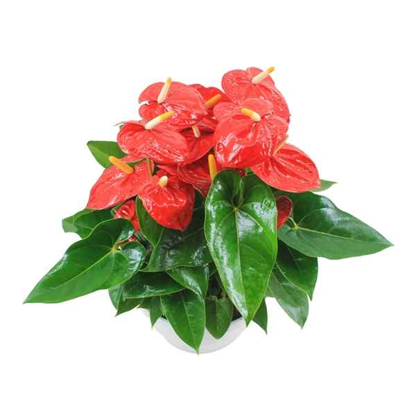 Горшечные цветы и растения оптом Anth An Mauii Red Bowl от 1шт из Голландии с доставкой по России