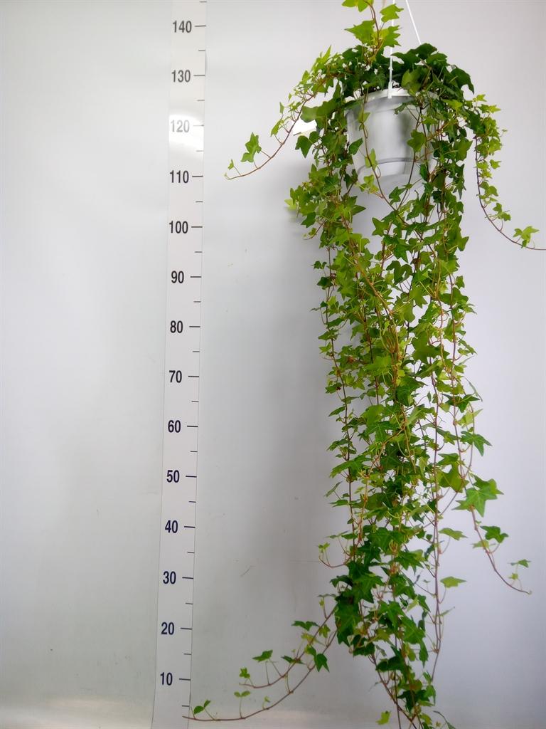 Горшечные цветы и растения оптом Hedera Pittsburgh Hangpot от 1шт из Голландии с доставкой по России
