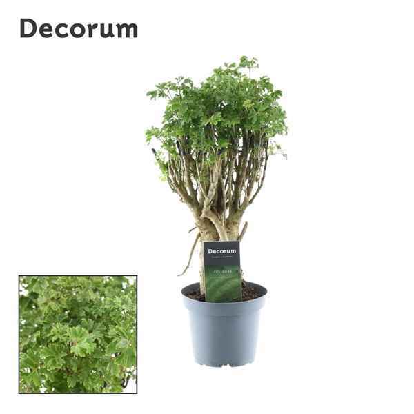 Горшечные цветы и растения оптом Polyscias Parsley Bonsai (decorum) от 10шт из Голландии с доставкой по России