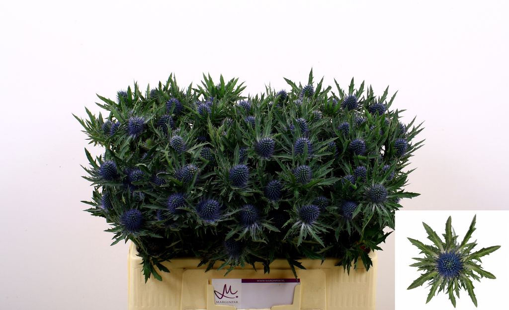 Срезанные цветы оптом Eryngium aquarius от 60шт. из Голландии с доставкой по России