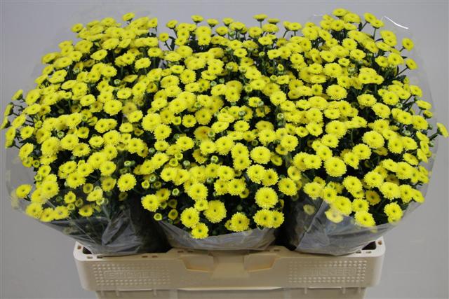 Срезанные цветы оптом Chrys sa calimero sunny от 75шт из Голландии с доставкой по России