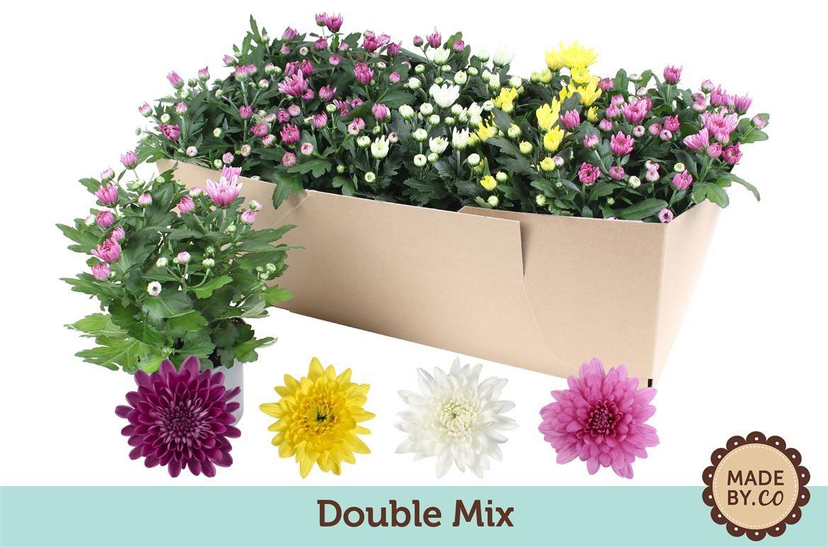 Горшечные цветы и растения оптом Chrys Double Mix In Sv.box от 10шт из Голландии с доставкой по России