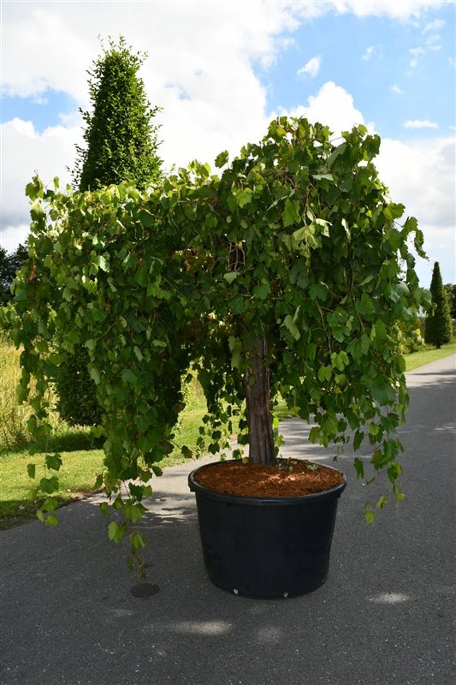 Горшечные цветы и растения оптом Vitis Vinifera от 1шт из Голландии с доставкой по России