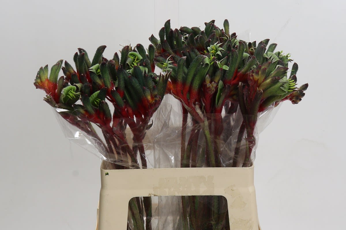 Срезанные цветы оптом Anigozanthos royal cheer от 40шт из Голландии с доставкой по России