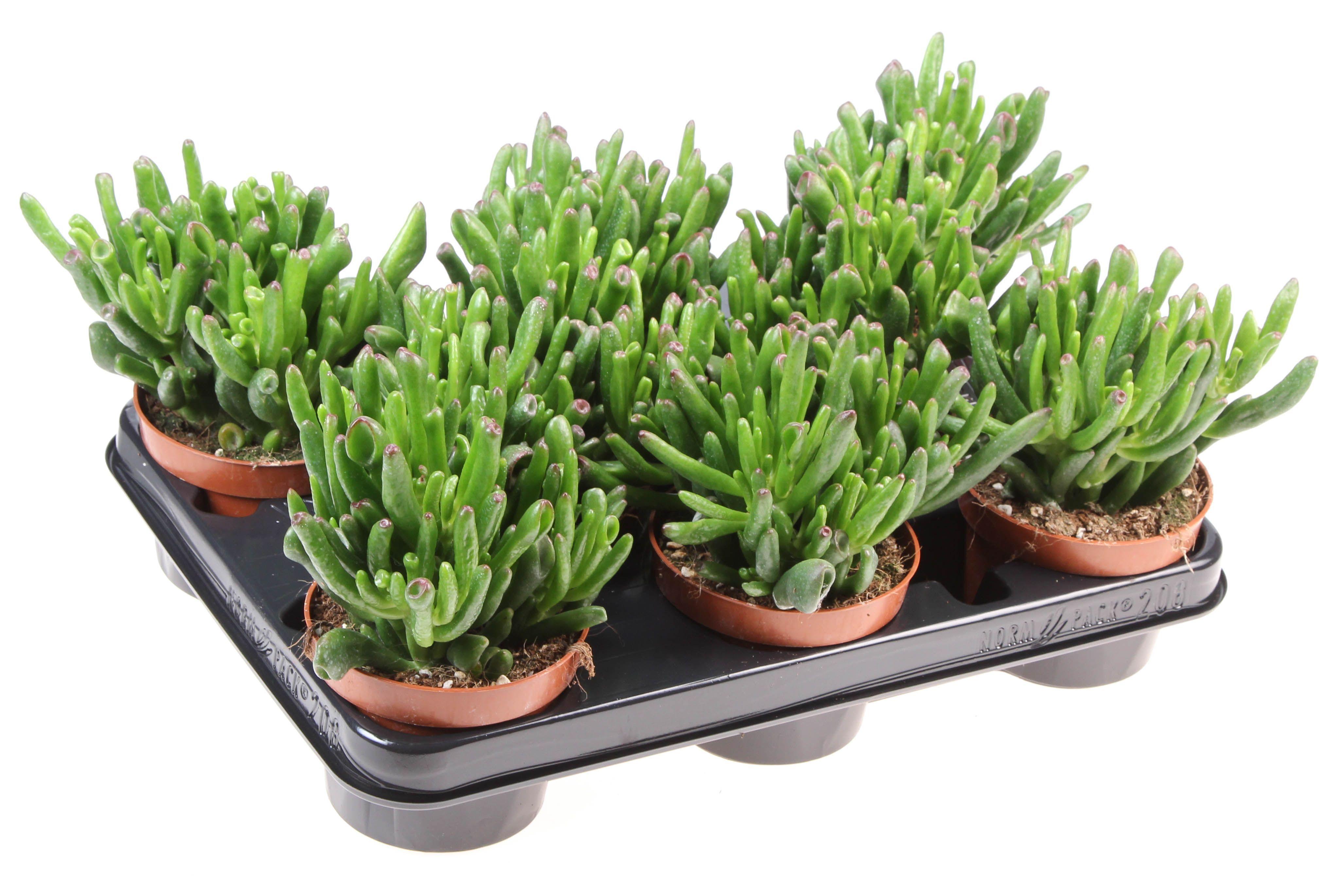 Горшечные цветы и растения оптом Crassula Hobbit от 8шт из Голландии с доставкой по России