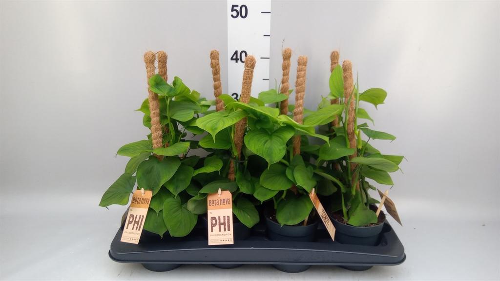 Горшечные цветы и растения оптом Philodendron ... от 8шт из Голландии с доставкой по России