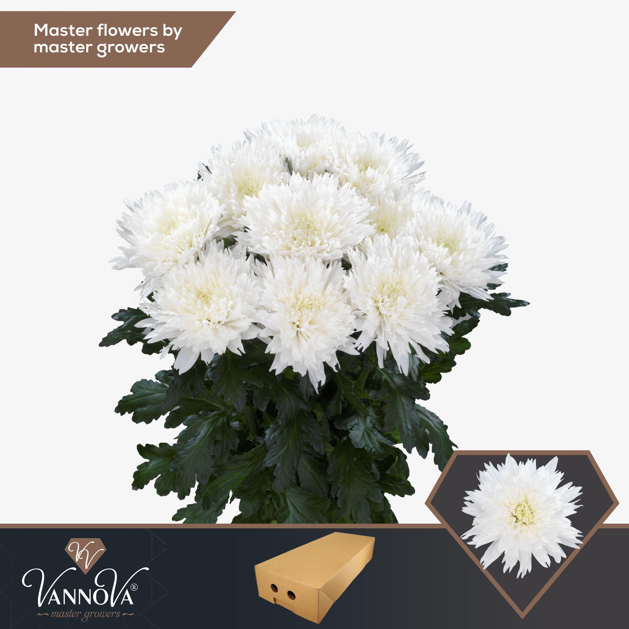 Срезанные цветы оптом Chrys bl undercover от 60шт. из Голландии с доставкой по России