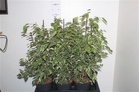 Горшечные цветы и растения оптом Fic Be Twilight от 6шт из Голландии с доставкой по России