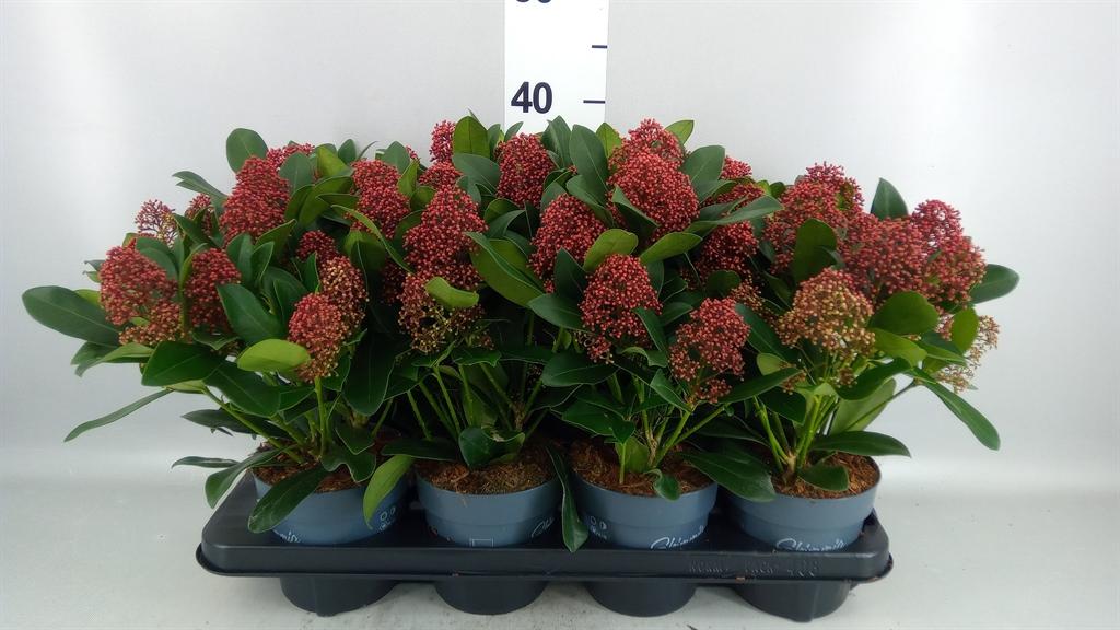 Горшечные цветы и растения оптом Skimmia Jap. rubella от 8шт из Голландии с доставкой по России