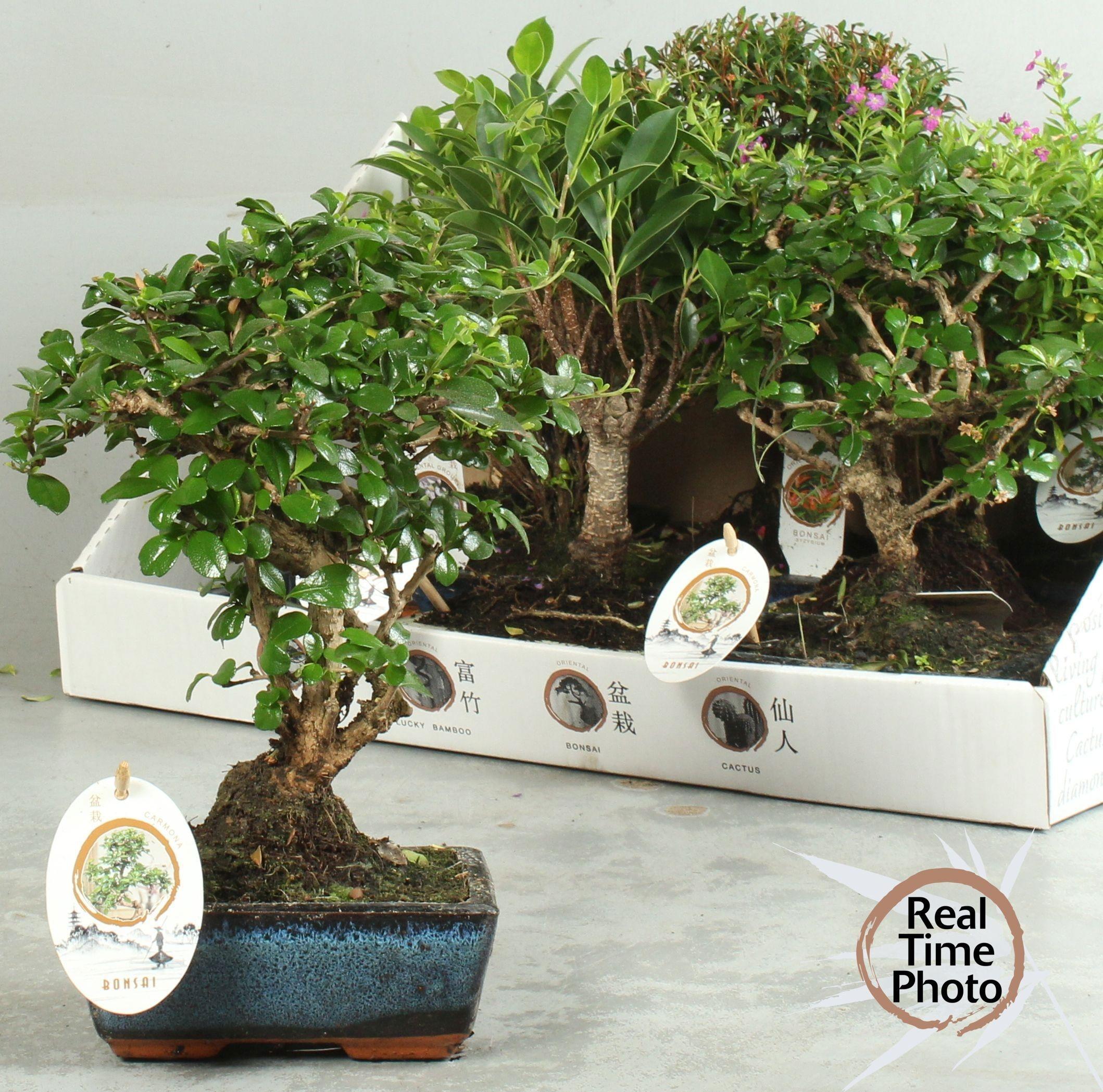 Горшечные цветы и растения оптом Bonsai Gem от 8шт из Голландии с доставкой по России