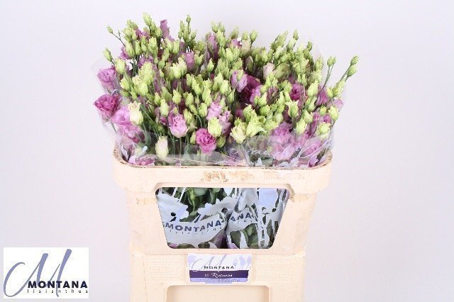 Срезанные цветы оптом Lisianthus do celeb grape от 40шт из Голландии с доставкой по России