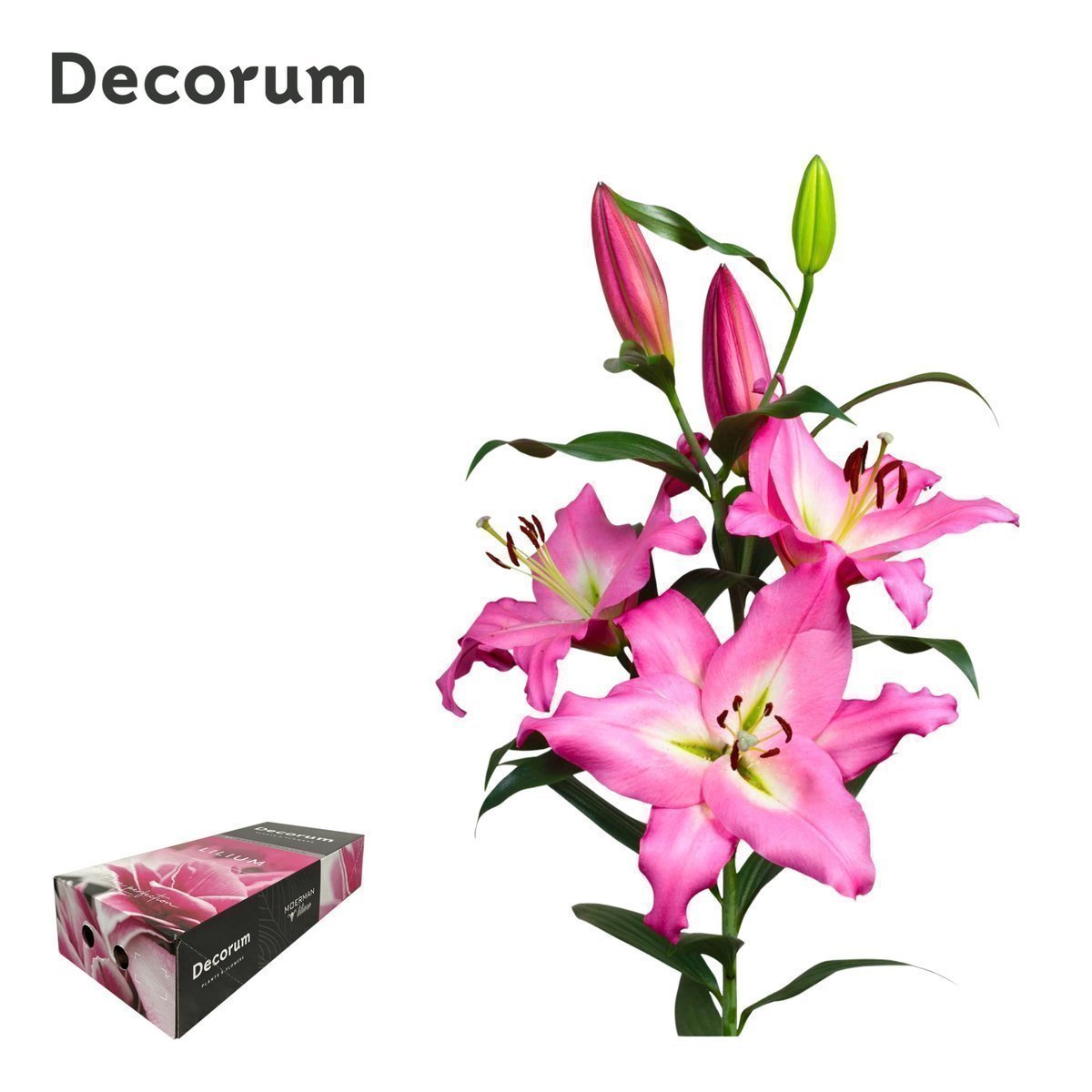 Срезанные цветы оптом Lilium or albareto от 80шт из Голландии с доставкой по России