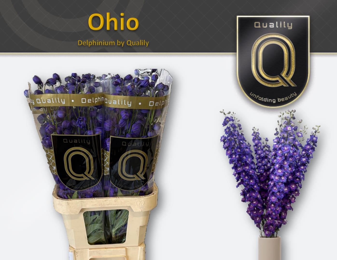 Срезанные цветы оптом Delphinium do delphis ohio от 40шт из Голландии с доставкой по России