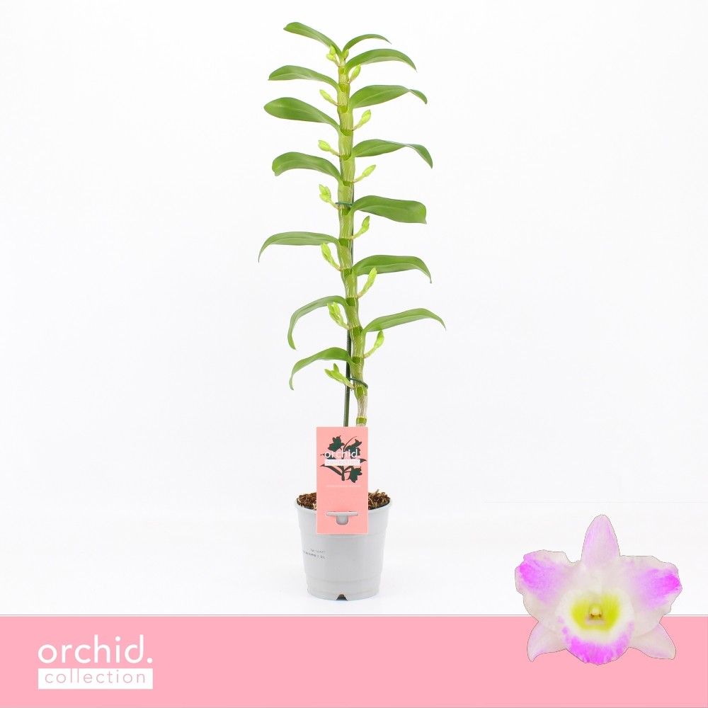Горшечные цветы и растения оптом Dendr Nob 1st Pandora Orchid Collection от 10шт из Голландии с доставкой по России