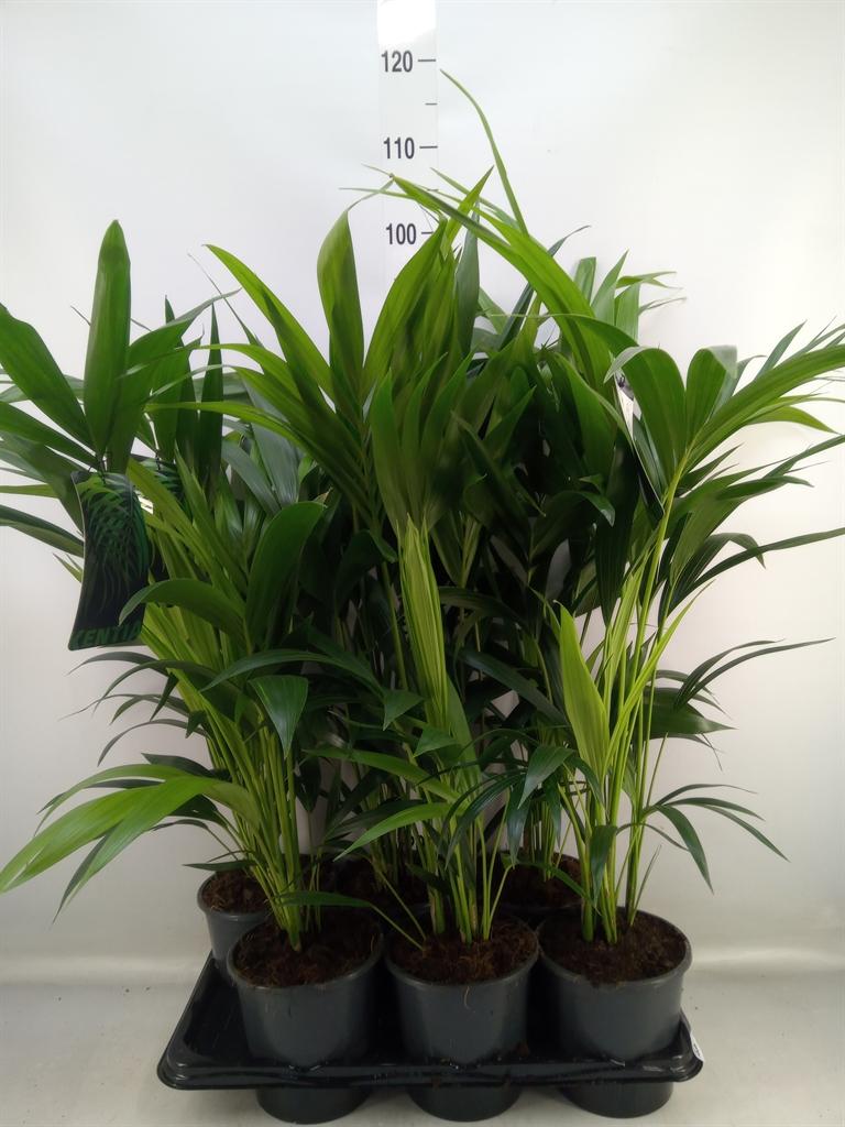 Горшечные цветы и растения оптом Howea Forsteriana от 6шт из Голландии с доставкой по России