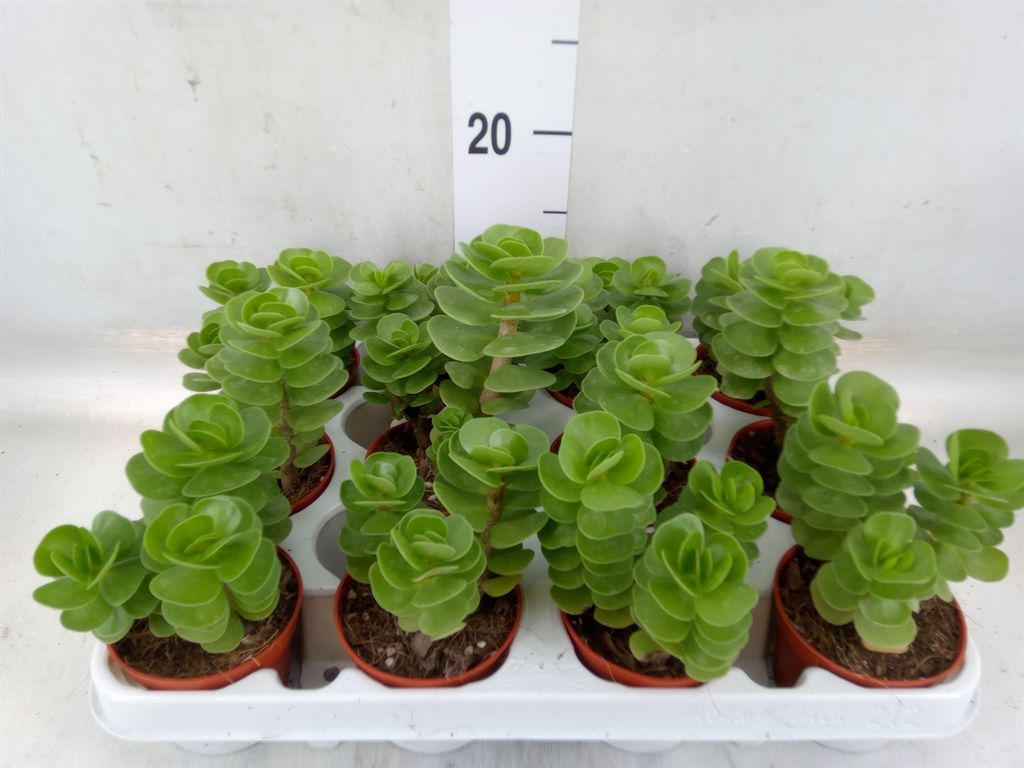 Горшечные цветы и растения оптом Portulacaria Afra от 9шт из Голландии с доставкой по России