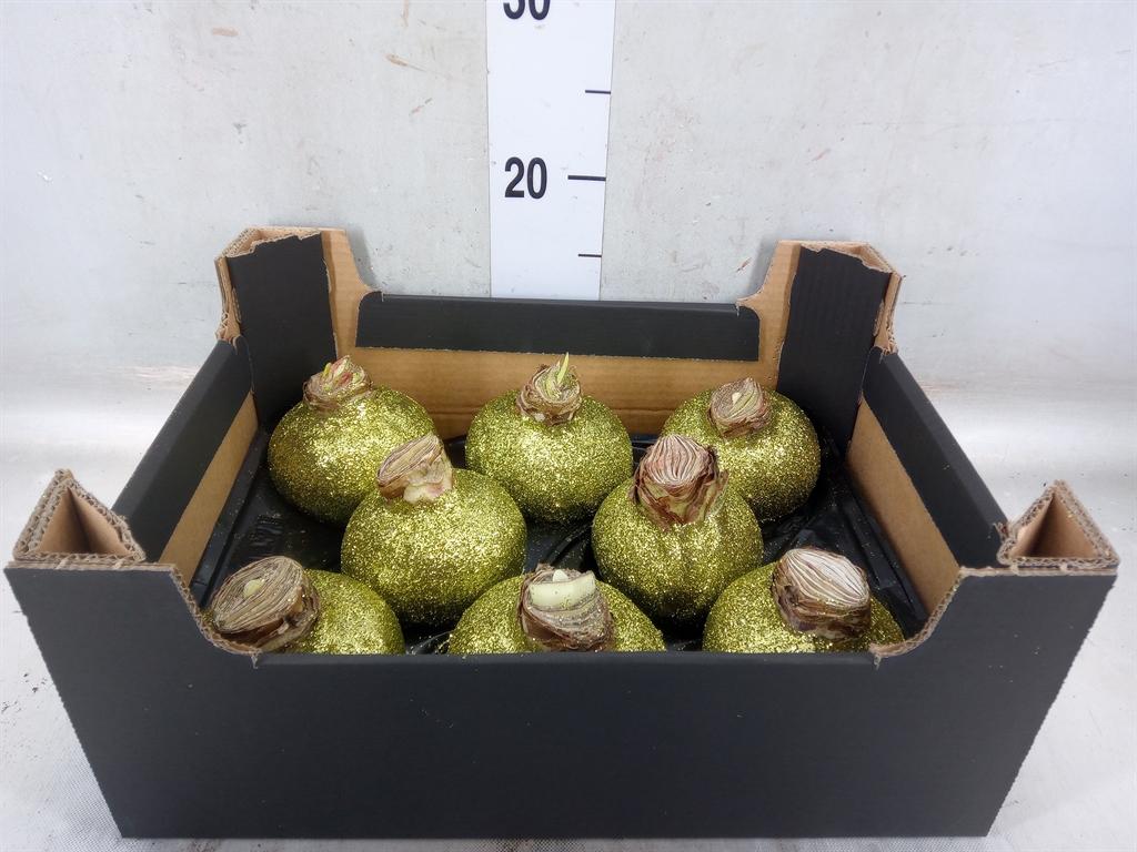 Горшечные цветы и растения оптом Hippeastrum   ...waxed H% от 8шт' из Голландии с доставкой по России