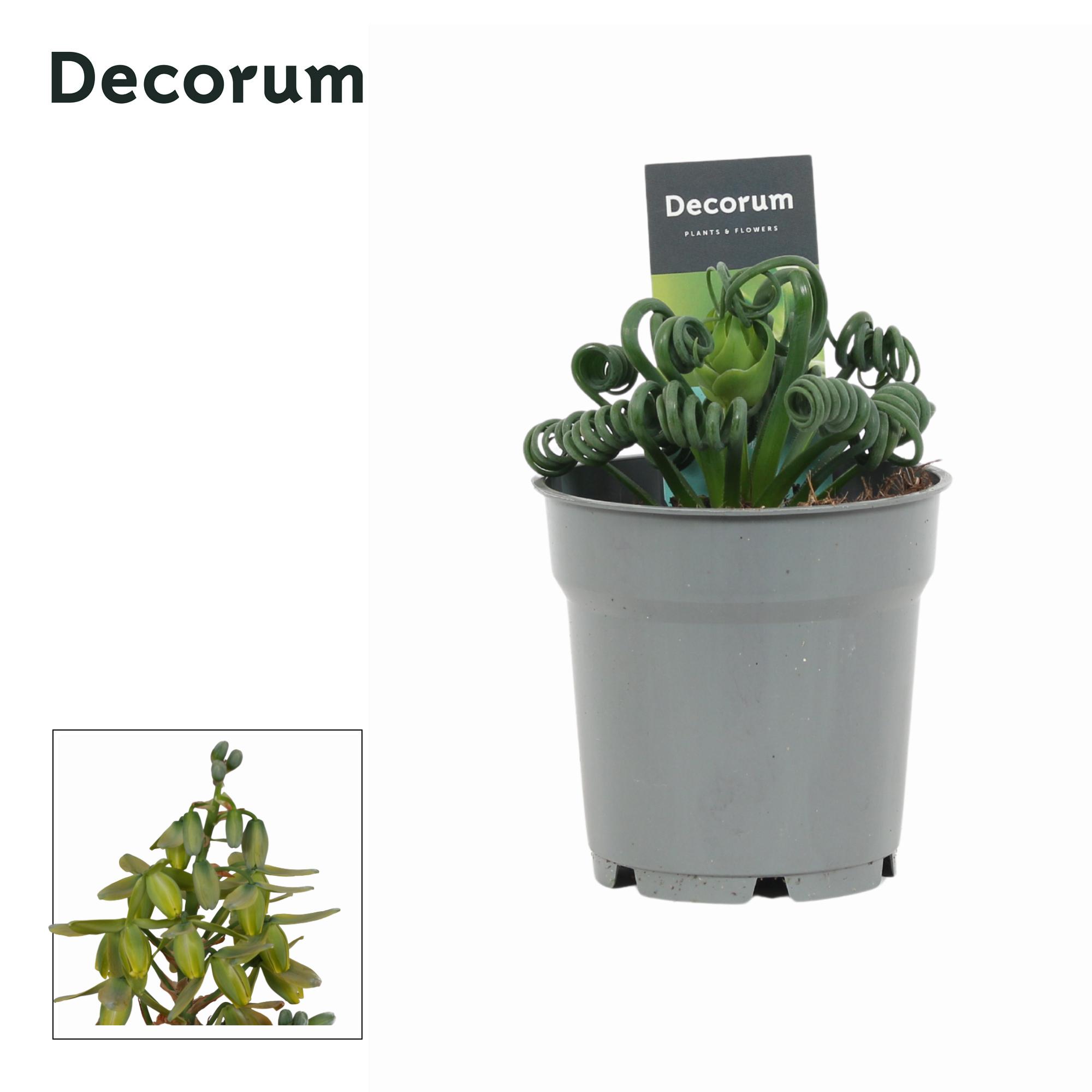 Горшечные цветы и растения оптом Albuca Spiralis Frizzle Sizzle (decorum) от 6шт из Голландии с доставкой по России