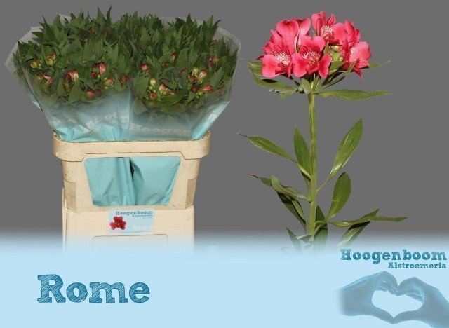 Срезанные цветы оптом Alstroemeria rome от 50шт из Голландии с доставкой по России