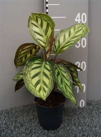 Горшечные цветы и растения оптом Calathea Moonlight от 6шт из Голландии с доставкой по России