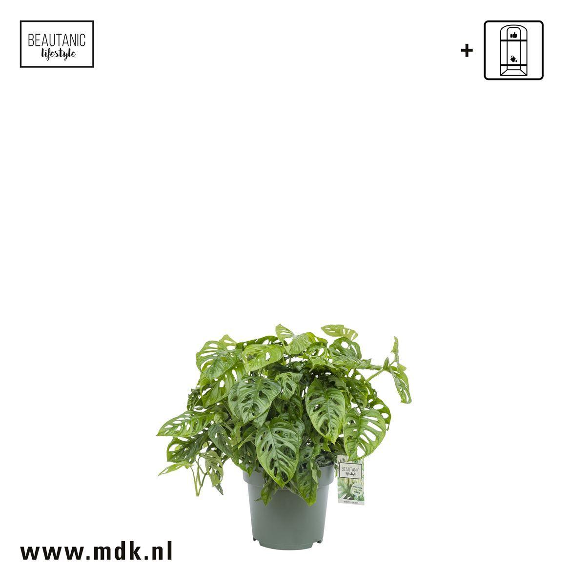 Горшечные цветы и растения оптом Monstera Obliqua от 1шт из Голландии с доставкой по России